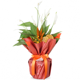  afşin çiçek Hediye Paketli Barış Çiçeği