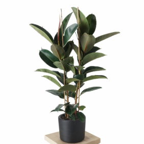 afşin çiçekçi Kauçuk Çiçeği (2 Gövdeli)