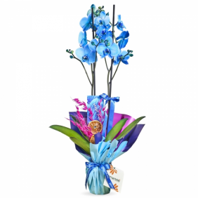  afşin çiçekçilik Ocean Blossom Mavi Orkide Aranjmanı