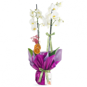  afşin çiçek Royal Bloom Orchid (Mor Hediye Paketli Beyaz Orkide)