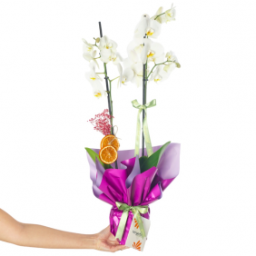  afşin çiçek Royal Bloom Orchid (Mor Hediye Paketli Beyaz Orkide)
