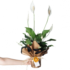  afşin çiçekçiler Spathiphyllum Gift (Barış Çiçeği)