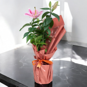  Pembe Buket Kağıtlı Saksıda Lilyum